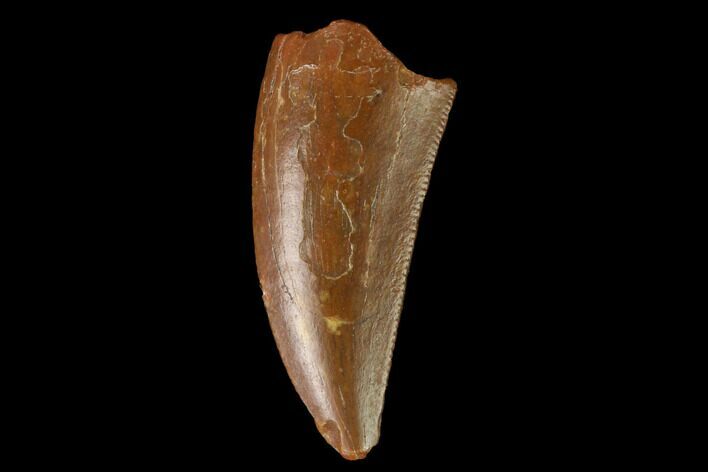 Raptor Tooth - Real Dinosaur Tooth #163895